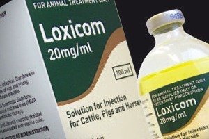 LOXICOM 20MG/ML
