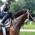 Horse Vitamin & Mineral Supplements