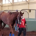 Veterinary Injectable Medicines & Performance Injections