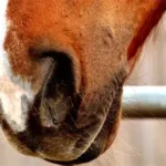 Horse Bleeding Control & Recovery
