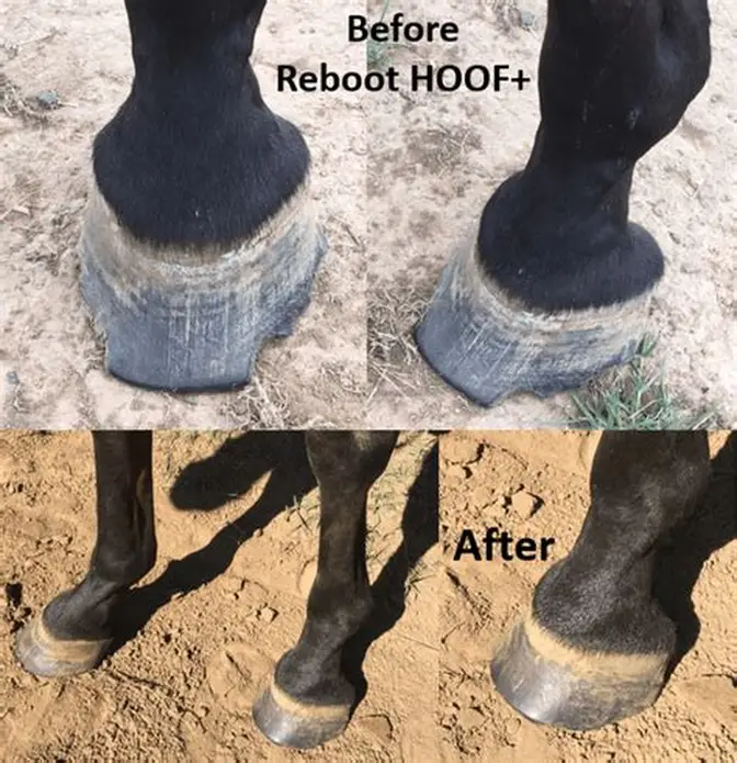Best hoof growth supplements for horses that actually work