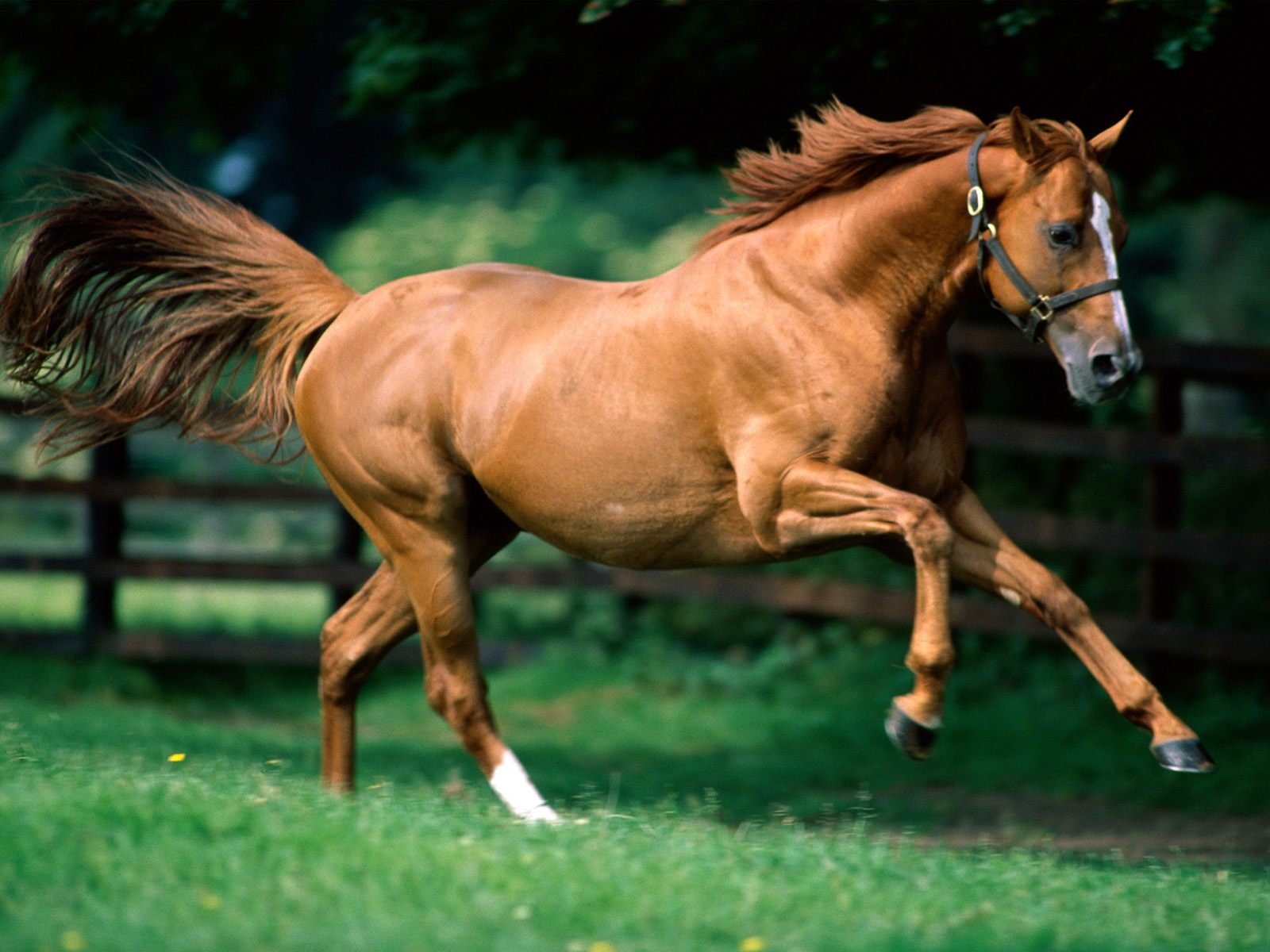 Prime Equine Meds | Buy Veterinary Medicines & Animal Health Supplies Worldwide
