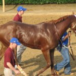 Equine Joint Care & Arthritis Support Supplements