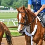 Equine Blood Builders & Hemoglobin Boosting Supplements