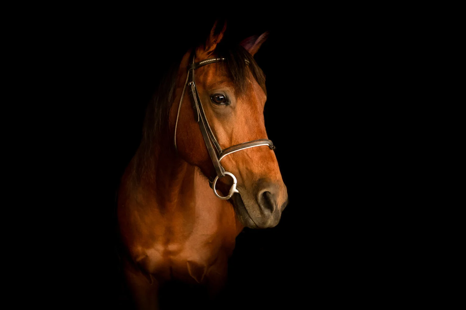 Prime Equine Meds | Secure Online Veterinary Pharmacy for Horses, Pets & Farm Animals