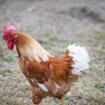 Chicken & Rooster Health Supplements