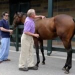 Equine Weight Gain & Body Conditioning Supplements