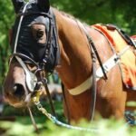 View Cart | Complete Your Order with Fast EU Shipping