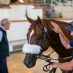 Equine Calming & Veterinary Sedative Medicines