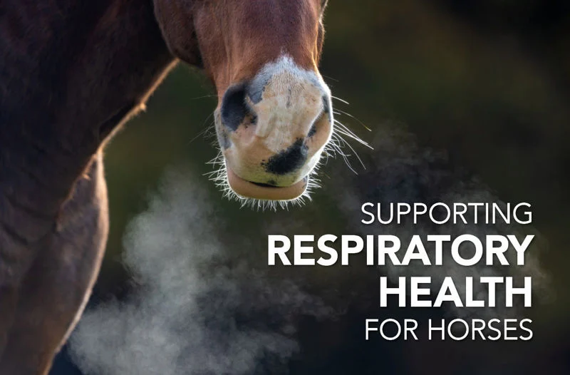 Optimizing Equine Respiratory Health for Peak Performance