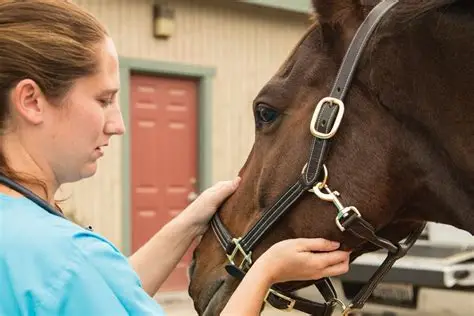Advanced Pain Management and Anti-Inflammatory Care for Horses