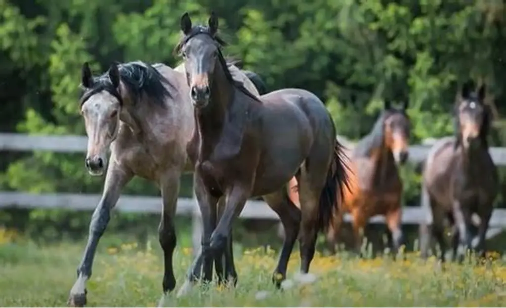 Equine Breeding Essentials: Supporting Mares and Foals for a Strong Future