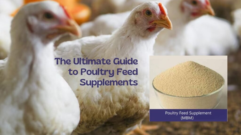Optimizing Poultry Health: Vitality Supplements for Chickens and Roosters