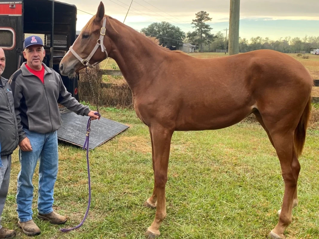Elite Energy and Muscle Recovery: Maximizing Performance for Horses and Camels