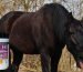 natural respiratory supplements for horses with heaves