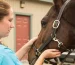 Advanced Pain Management and Anti-Inflammatory Care for Horses