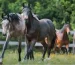 Equine Breeding Essentials: Supporting Mares and Foals for a Strong Future