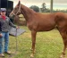Elite Energy and Muscle Recovery: Maximizing Performance for Horses and Camels